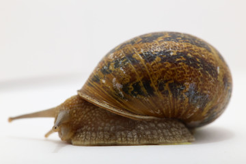 snail on the white background