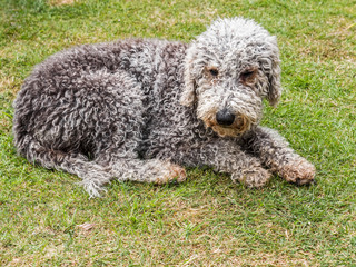 Bedlington terrier unclipped lying on grass