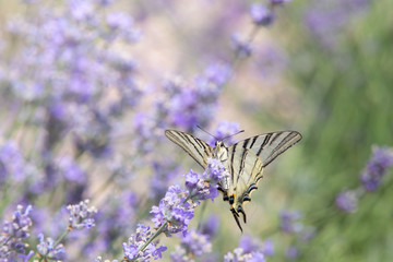Butterfly over lavender flowers. Close-up of flower field background. Design template for lifestyle illustration.