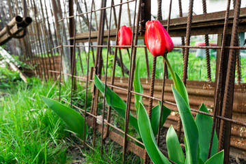 Bright red tulips on the background of nature and a metal fence. Flowers and grass. Spring. Nature...