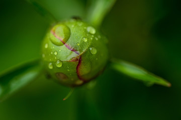 dew drops on beautiful closed peony bud in sunshine at garden, summer concept 