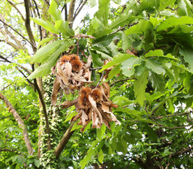 chestnut-tree with fruits on the shells called  cupule or calybi