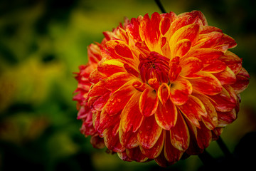 Close-up of a orange chrysanthemum