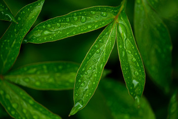 Fototapeta premium dew drops on beautiful green leaves in sunshine at garden, summer concept 