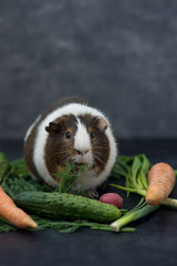 guinea pig eating fresh vegetables