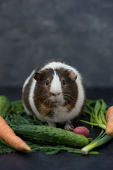 guinea pig eating fresh vegetables
