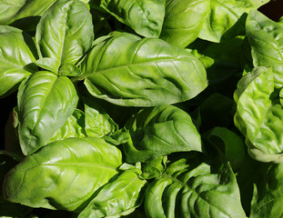 many green leaves of fresh BASIL in the pot