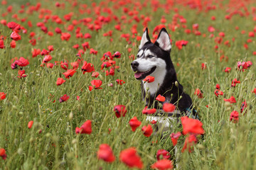 Husky dans champ de coquelicots