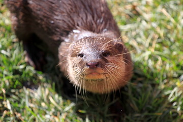 otter on the grass