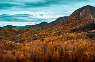 Autumnal forest landscape.