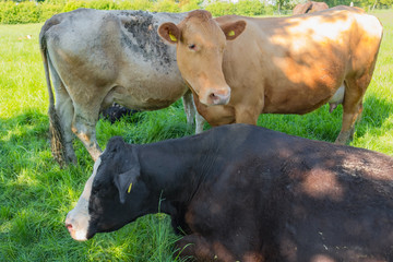 Close-up view of a small herd of pedigree milking cows seen on a lush farm pasture area. The cattle are used as a milking herd.