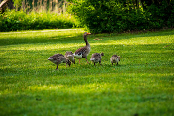 A gooses escorts its gosling while foraging for food in a park