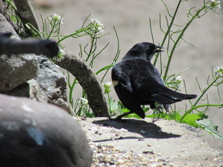 blackbird on ground