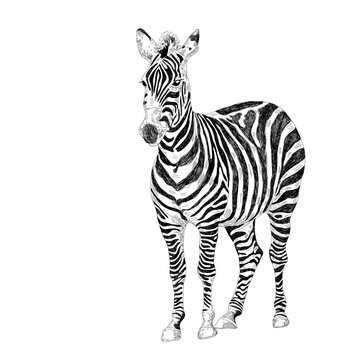 Striped zebra. African safari animal. sketch vector graphics monochrome drawing. Vector illustration.