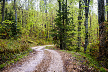 Road through green forest
