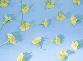 A pattern of yellow primrose flowers on a blue background. Spring composition.