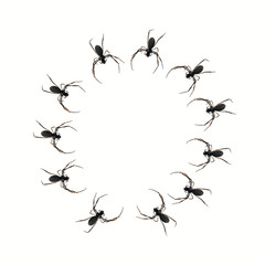 Spiders Forming a Circle on a Transparent Background