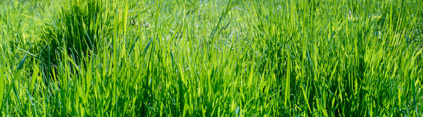Fototapeta na wymiar green grass background