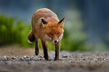 Red Fox, Vulpes vulpes, beautiful animal on grassy meadow, in the nature habitat, evening sun with nice light, Germany.