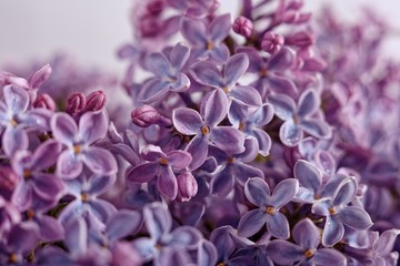 purple opened lilac flowers on a light background