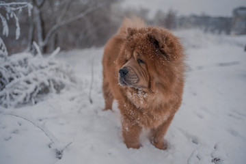 dog in snow