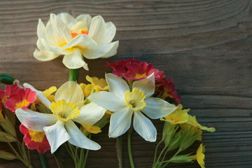 White narcissus and yellow and orange primroses flowers on a wooden background.Spring flowers.
