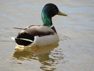 animal bird bird swim pen colors water fly