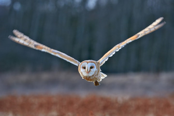 Owl fly with open wings. Barn Owl, Tyto alba, flight above red grass in the morning. Wildlife bird scene from nature. Cold morning sunrise, animal in the habitat. Bird in the forest.