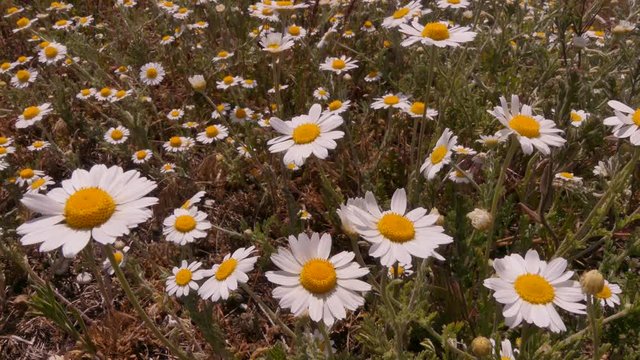 Chamomile (Matricaria chamomilla) is a perennial herb blooming in late spring and early summer. Used in medicine.