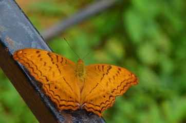 Golden colored butterfly in the rainforest, Laos
