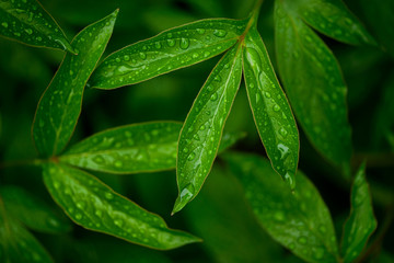 dew drops on beautiful green leaves in sunshine at garden 