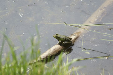 frog on the water