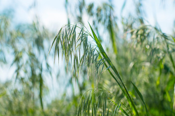 photo texture background green grass