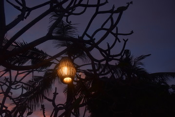 Coconut tree with a wooden lamp on Nusa Dua beach, Bali, Indonesia.