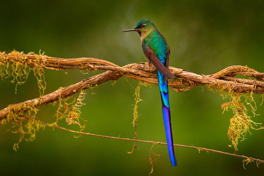 Hummingbird from Peru, wildlife from tropic jungle. Wildlife scene from nature. Hummingbird Long-tailed Sylph with forest habitat. Blue bird with long tail.
