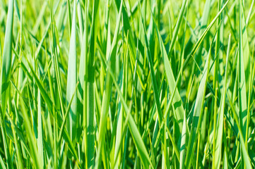 Fototapeta na wymiar photo texture background green grass