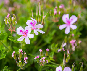 Fototapeta premium Blooming pink pelargonium