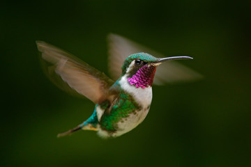 Fly detail, moving wings. White-bellied Woodstar, hummingbird with clear green background. Bird from Tandayapa, Ecuador. Flying hummingbird in tropical forest.