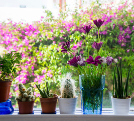 Beautiful flowers in a vase