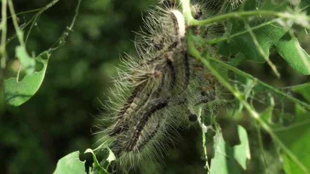 Toxic caterpillar infestation plagues oak trees.  Ecological problem . Fully damaged oak tree leaves 