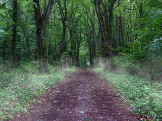 Follow the path in the forest to reach the escape
