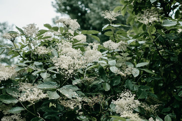 Blooming spring plants in the garden with white flowers.