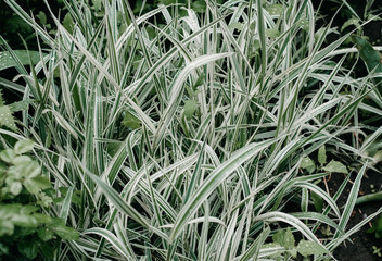 Green canary grass with rain drops close up. Nature background.