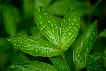 dew drops on beautiful green leaves in sunshine at garden, summer concept  