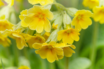 Obraz na płótnie Canvas Yellow primrose flowers on a green background, macro. Beautiful miniature bouquet.