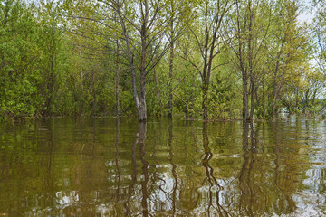 Fototapeta na wymiar grove flooded during spring flood