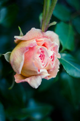 pink roses on the green background in the garden