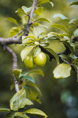 green berries on a branch of cherry tree in the garden