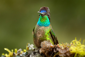 Magnificent Hummingbird, Eugenes fulgens, Tapanti MP, Costa Rica. Wildlife scene from tropic nature, bird feeding behaviour in the mountain forest. Bird in rainny tropic nature.