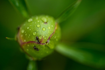 dew drops on beautiful closed peony buds in sunshine at garden, summer concept  